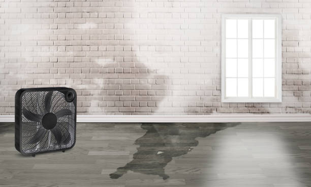 Best Ceiling water damage repair  in Hansen, ID
